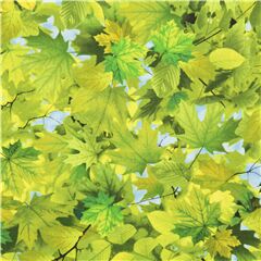 Forest Floor Green Spring Leaves Blue Sky Remnant (Remnant)