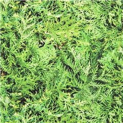 Evergreen Leaves Lush Foliage Fabric by Elizabeth's Studio