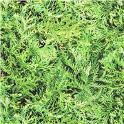 Tela de algod&oacute;n verde con estampado tupido de hojas perennes de cipr&eacute;s tuya