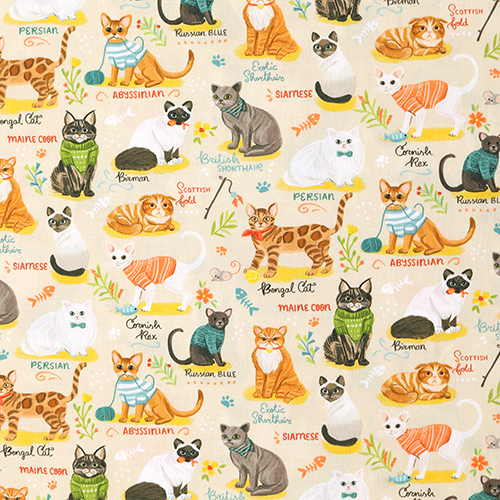 Races De Chats Jouets Pulls Poissons