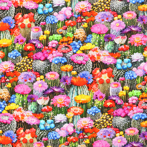 Flores En Plena Floración Caléndula De Los Pantanos Cactus Del Desierto