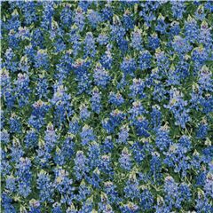 blaue Blumen grne Bltter Baumwollstoff Stoff von Timeless Treasures