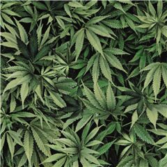Green Hemp Leaves Super Soft Cuddly Fabric by Timeless Treasures