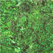 Fresh Kale Green Vegetables
