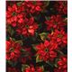 Michael Miller Christmas fabric Scarlet Poinsettia 2
