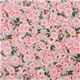 Michael Miller cherry blossoms fabric Sakura Blossoms 2