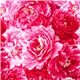 Michael Miller fabric Charlotte with pink flowers 1
