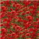 Michael Miller fabric red corn poppy meadow flower 2