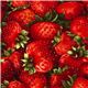 Robert Kaufman fabric with red strawberries 1