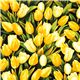Robert Kaufman Blumen Stoff mit gelben Tulpen aus den USA 1