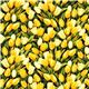 Robert Kaufman Blumen Stoff mit gelben Tulpen aus den USA 2