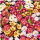 black Michael Miller fabric colourful cactus flowers 1