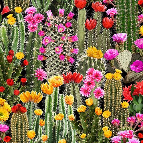 Tela negra con cactus en flor colores florecidos de Timeless Treasures  Tela